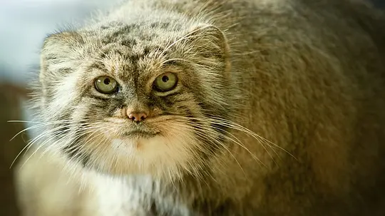 big cats