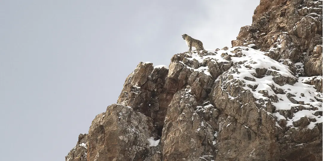 La Panthère des neiges : à la recherche du félin invisible