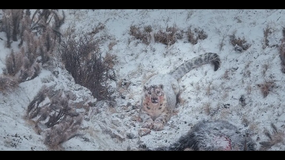 La Panthère des neiges : à la recherche du félin invisible