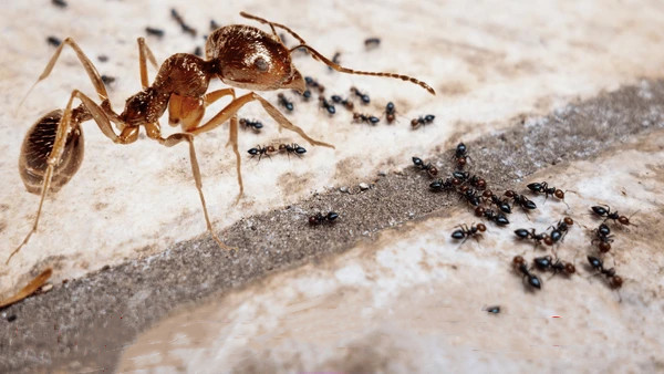 A group of ants with the question "se débarrasser des fourmis?" in "La Sagesse des Fourmis".