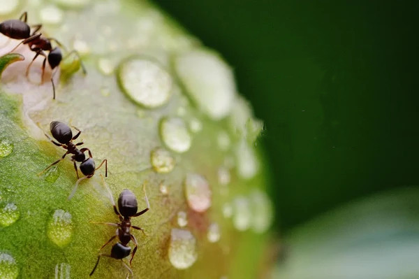Ants on a dewy surface in "La Sagesse des Fourmis".